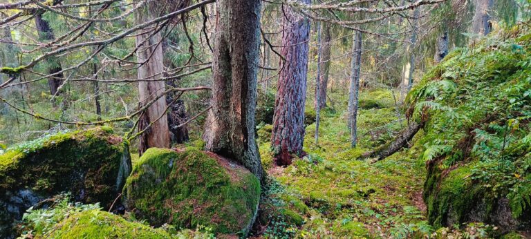 Metsänhaltia